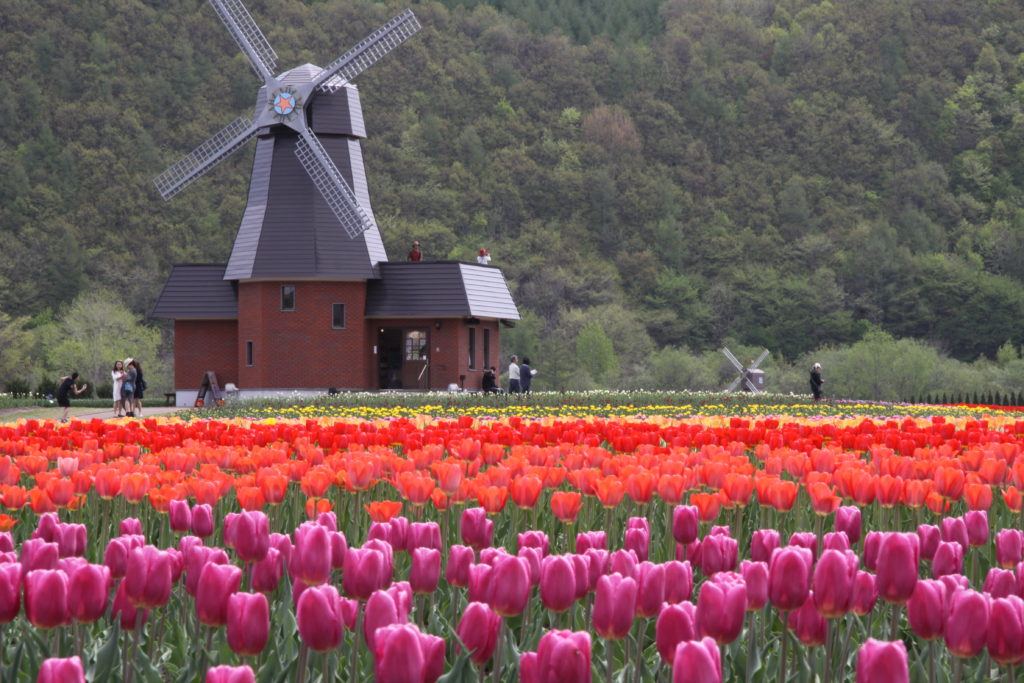 Kamiyubetsu Tulip Park - Hokkaido Flower Fields
