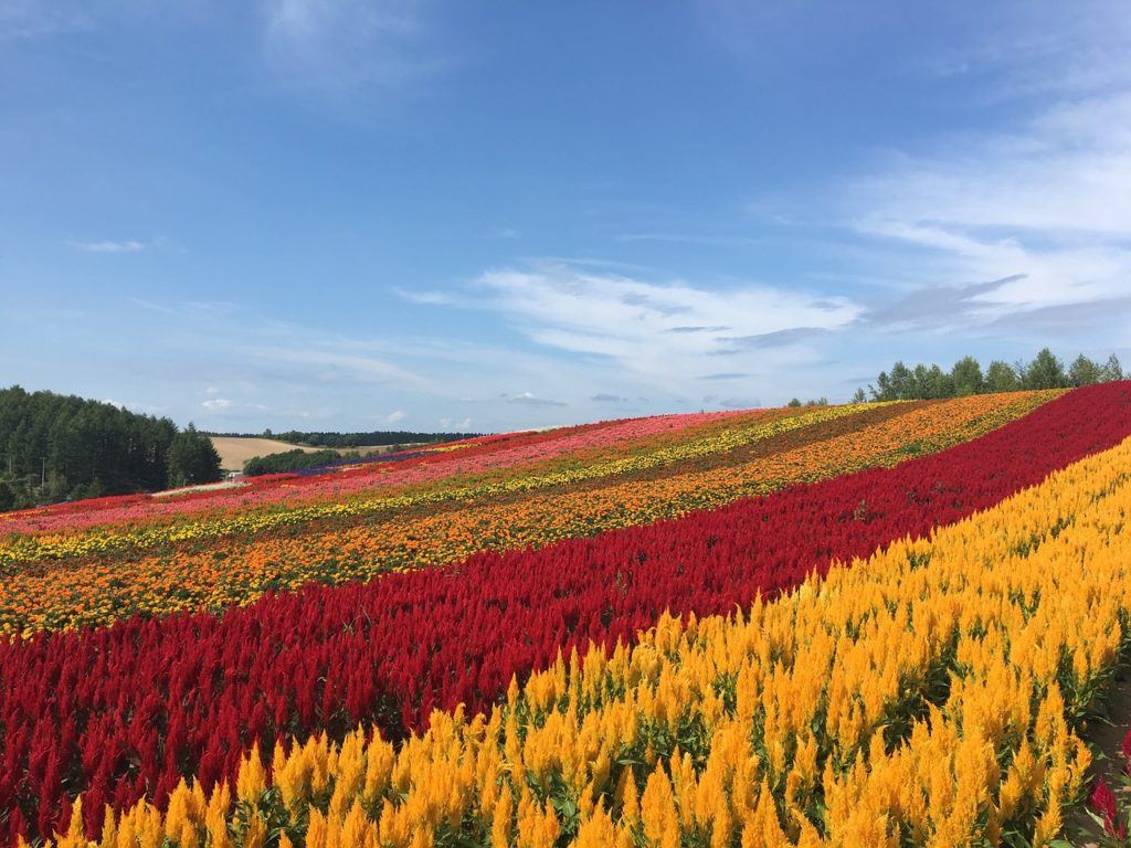 Zerubu no Oka - Hokkaido flower fields