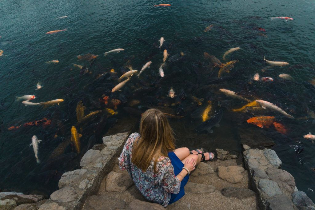 Koi fish at Shidokako Lake in Beppu, Japan