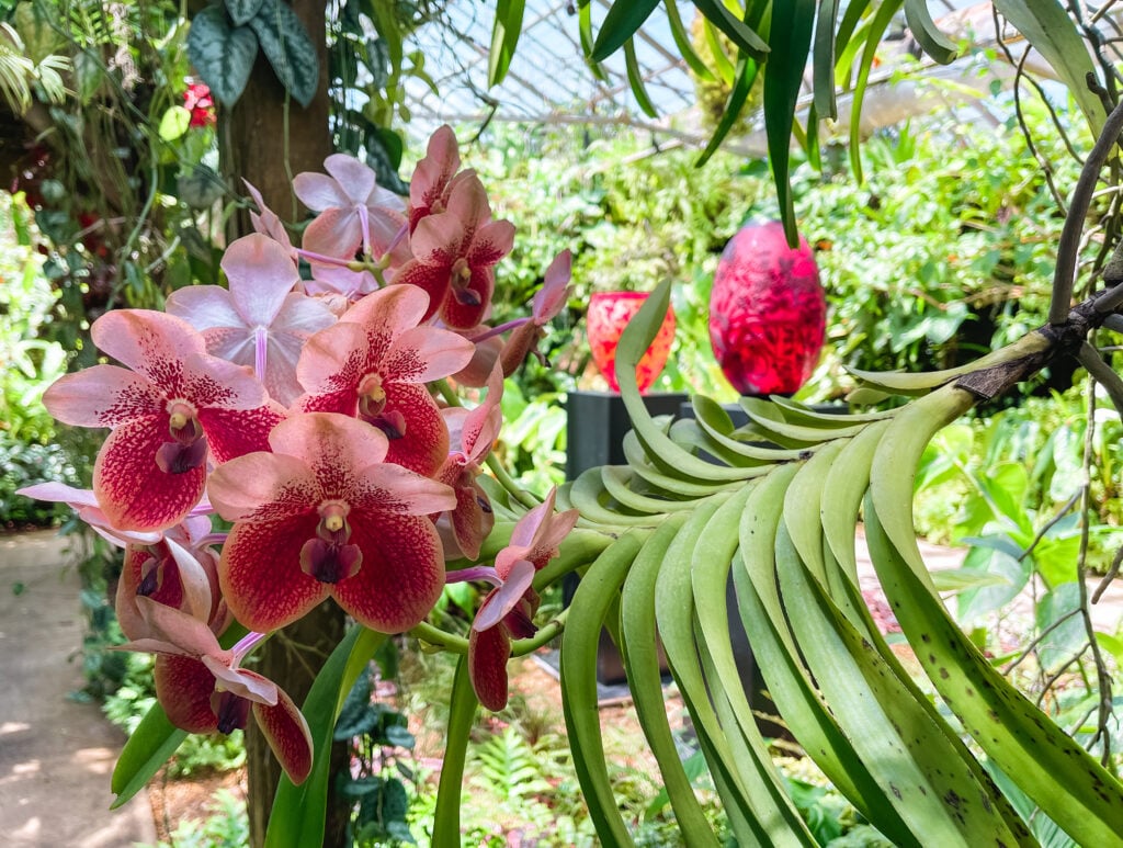 Pink Orchid at Marie Selby Botanical Gardens in Sarasota, Florida