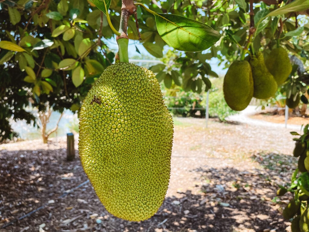 Jackfruit at Palma Sola Botanical Park in Bradenton, Florida