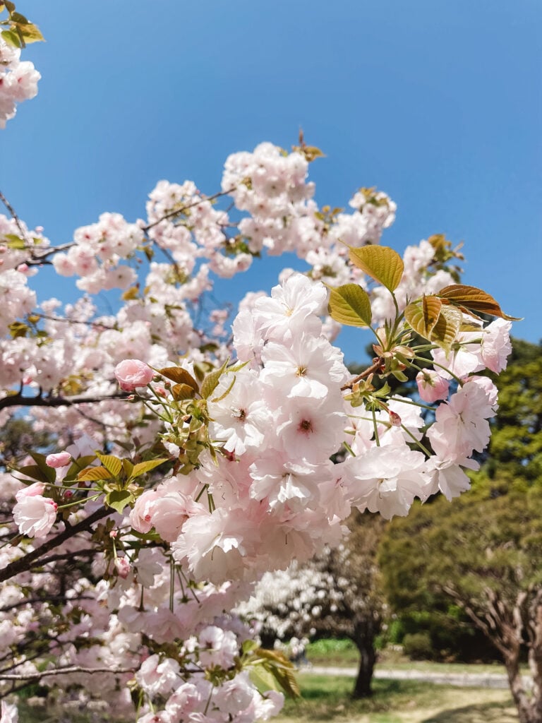 Sakura at Shinjuku Gyoen National Garden in Tokyo, Japan.