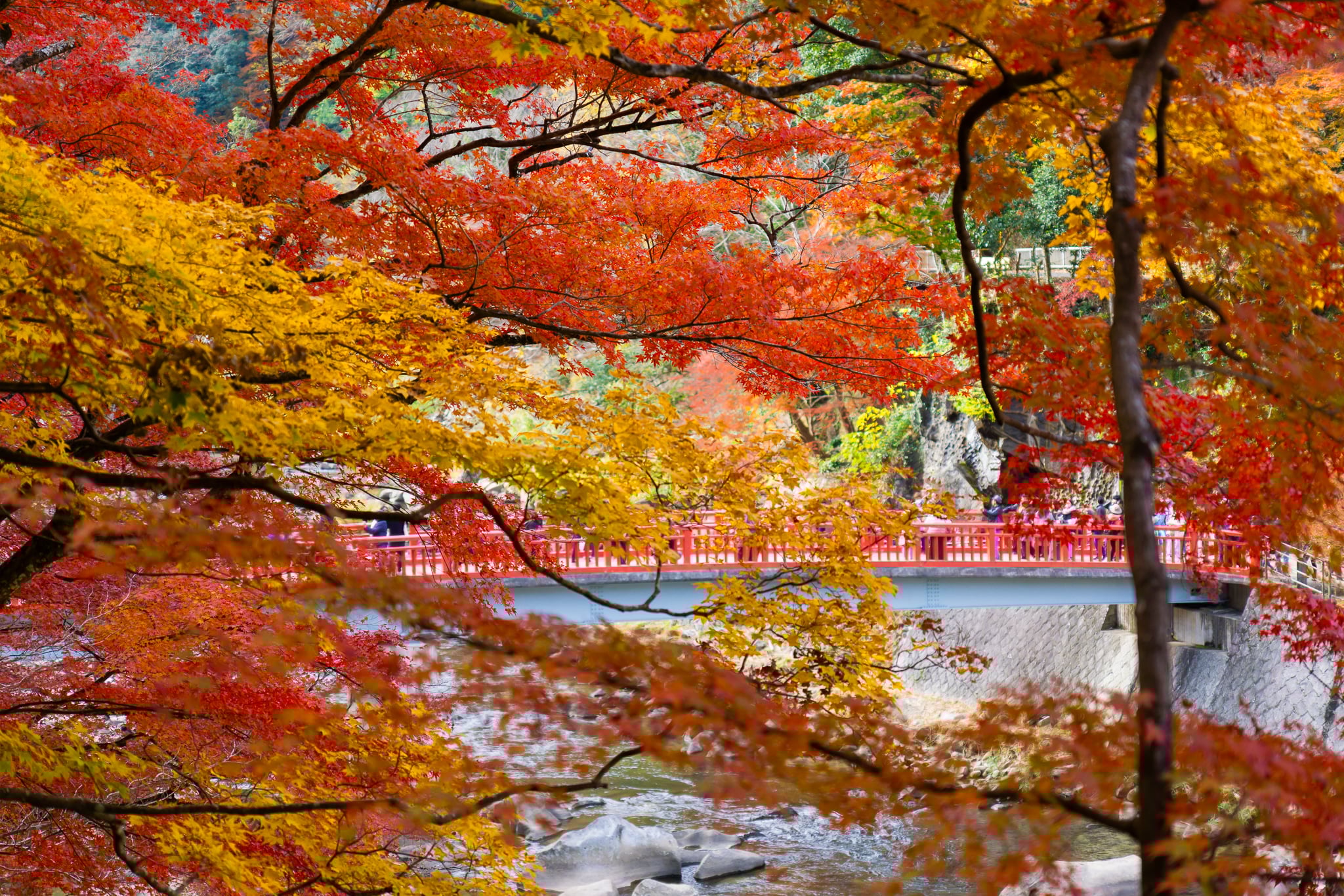 Fall foliage at Korankei Gorge in Japan