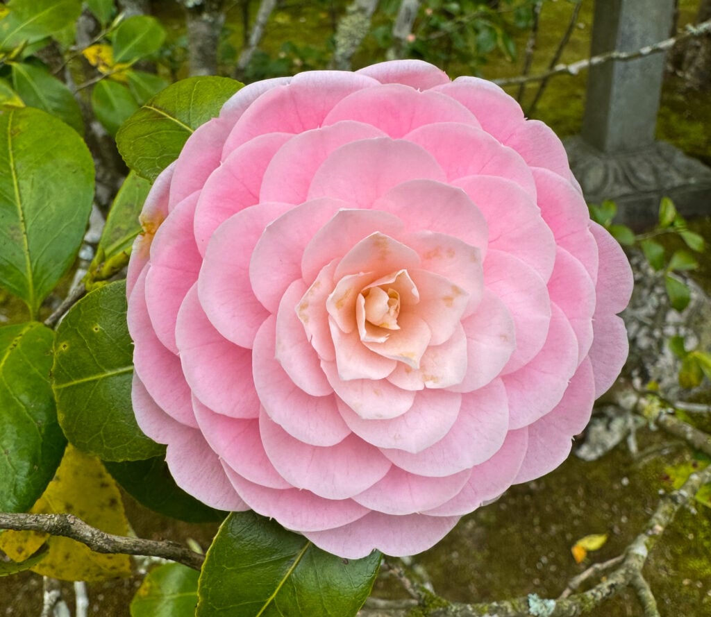 Japanese camellia at Entsuin Temple in Matsushima
