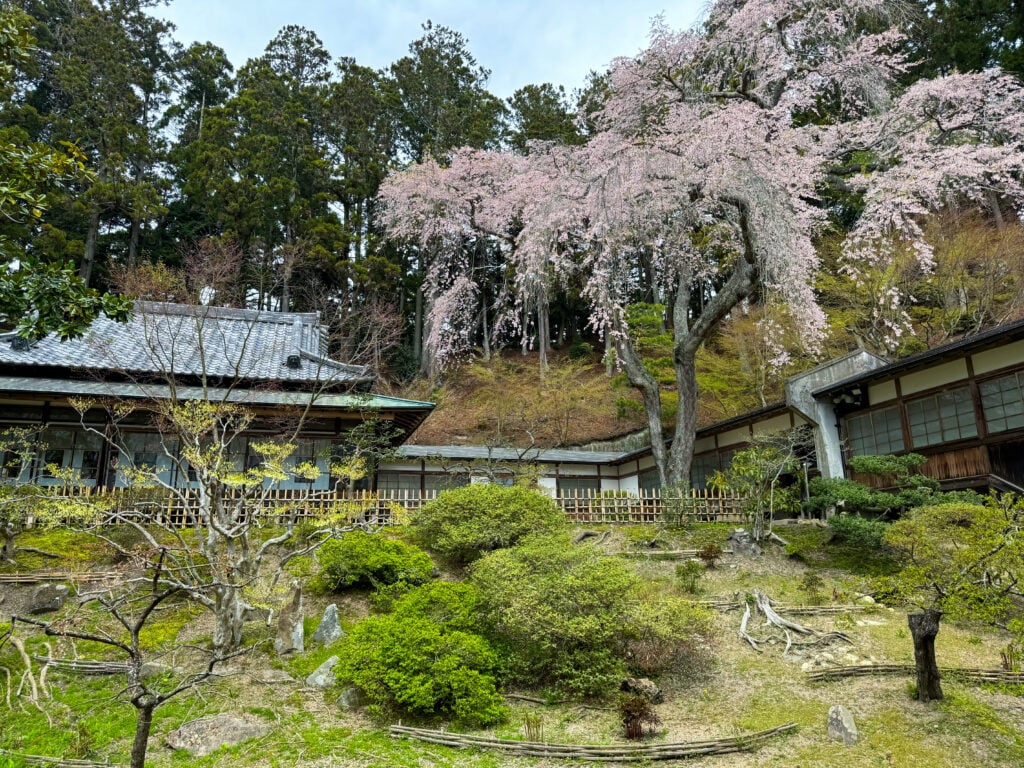 Sakura trees and gardens at Zuiganji Temple in Matsushima, Japan