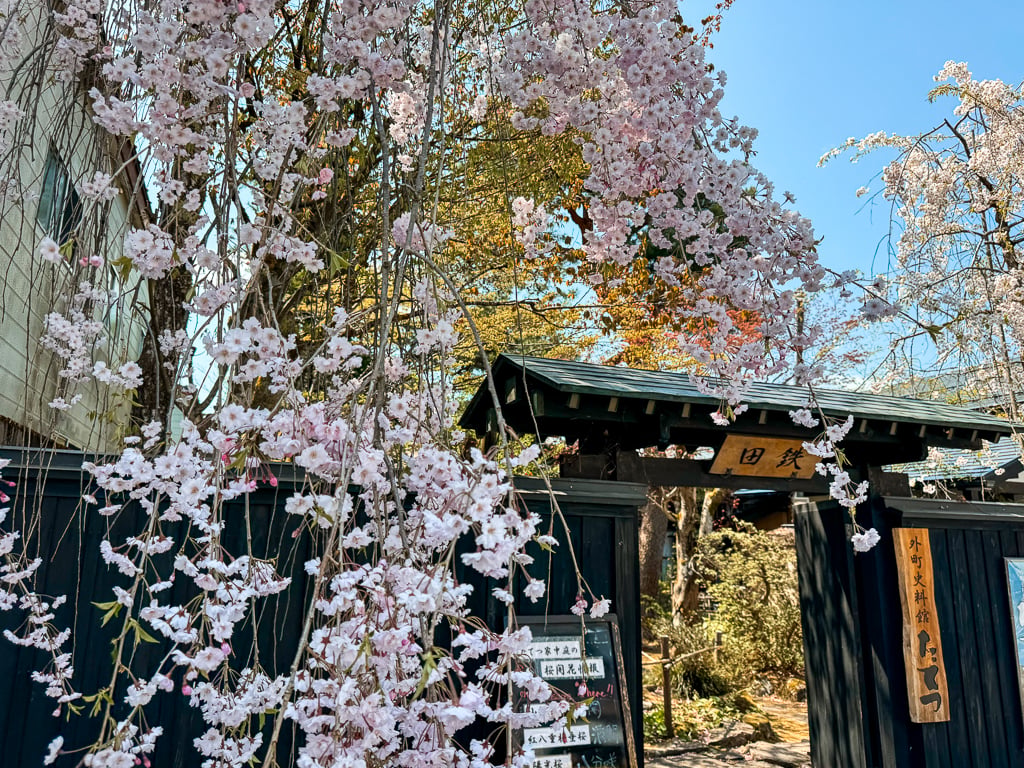 Cherry blossoms (sakura) in Kakunodate, Japan.