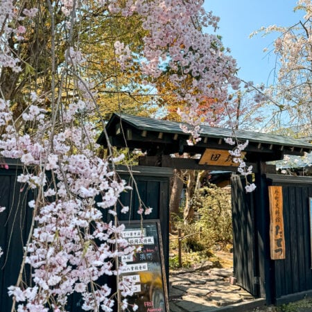 Sakura (cherry blossoms) in Kakunodate, Japan