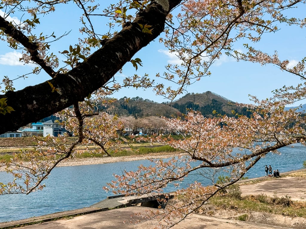 Cherry blossom trees alongside the river at Hinokinaigawa Tsutsumi Park in Kakunodate, Japan