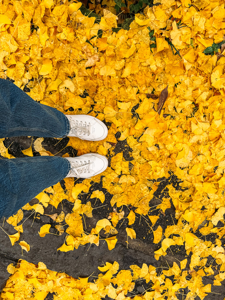 Yellow ginkgo leaves that have fallen off a tree onto the ground.